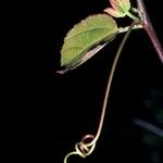 Passiflora coccinea Bark