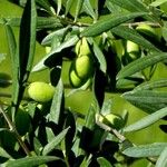 Olea europaea Fruit