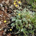 Potentilla millefolia Συνήθη χαρακτηριστικά