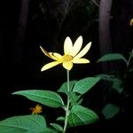 Helianthus divaricatus Çiçek