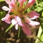 Trifolium alpinum Cvet