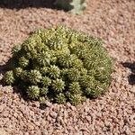Euphorbia susannae Feuille