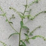 Cynoglossum lanceolatum Flor