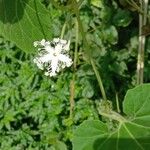 Trichosanthes cucumerina Blüte
