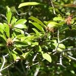 Pittosporum echinatum Habit