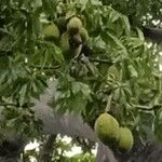 Adansonia digitata Frugt