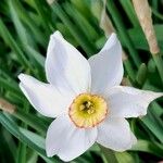 Narcissus poeticus Fula