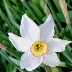 Narcissus poeticus Flower