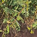 Acacia nilotica List