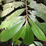 Ardisia fimbrillifera Leaf