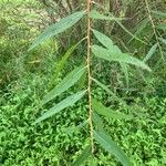 Salix nigra Leaf