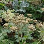 Heracleum sosnowskyi Plod