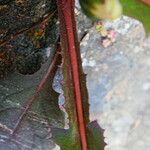 Sonchus oleraceus Bark