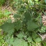 Urtica pilulifera Habit