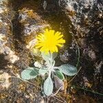Hieracium villosum Flower