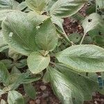 Plectranthus ecklonii Blad