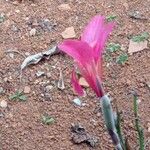 Gladiolus caryophyllaceus Blüte