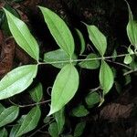 Strychnos panamensis Leaf