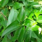 Dioscorea praehensilis Leaf