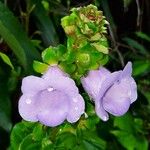 Gloxinia perennis Flower