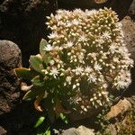Aeonium urbicum Kvet