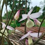 Dendrobium aphyllum फूल