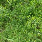 Vachellia farnesiana Blatt