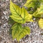 Acer davidii Feuille