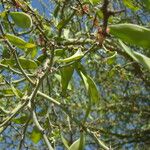 Parkinsonia florida Plod