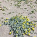 Medicago marina Alkat (teljes növény)