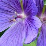 Geranium ibericum Diğer