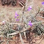 Ruellia simplex Leaf