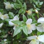 Eucryphia cordifolia Foglia