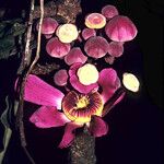 Gustavia longifolia