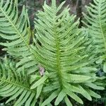 Polypodium vulgare Blatt