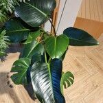 Philodendron davidsonii Yaprak