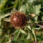 Centaurea nigra Fruit