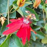 Passiflora coccineaപുഷ്പം