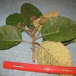 Coussapoa villosa Annet