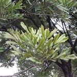Filicium decipiens Leaf