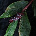 Cautleya spicata Hábito