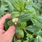 Gomphrena boliviana Flor