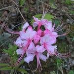 Rhododendron periclymenoides 花