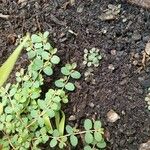 Euphorbia serpens Liść