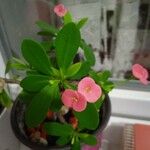 Euphorbia miliiFlower