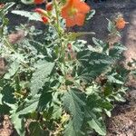 Sphaeralcea parvifolia Blatt