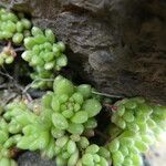 Sedum hirsutum Libunga