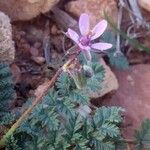 Erodium cicutariumІнше