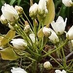 Pyrus calleryana Blüte