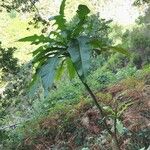 Sonchus fruticosus Hábito